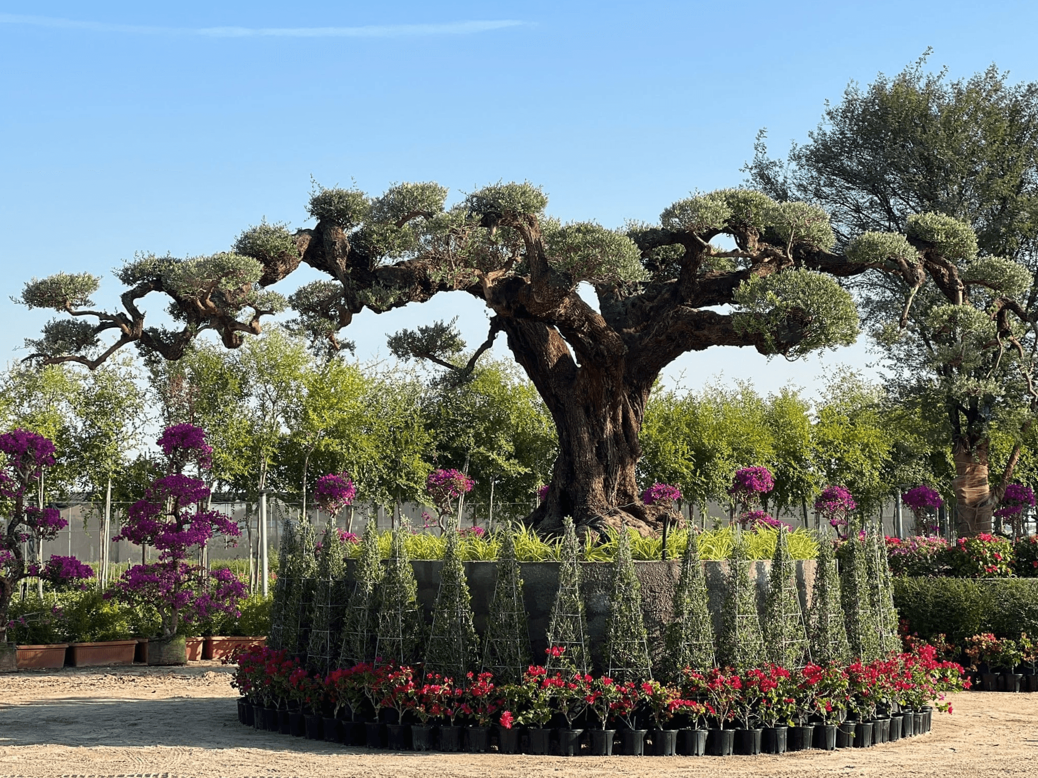 Nursery - Young saplings in trays