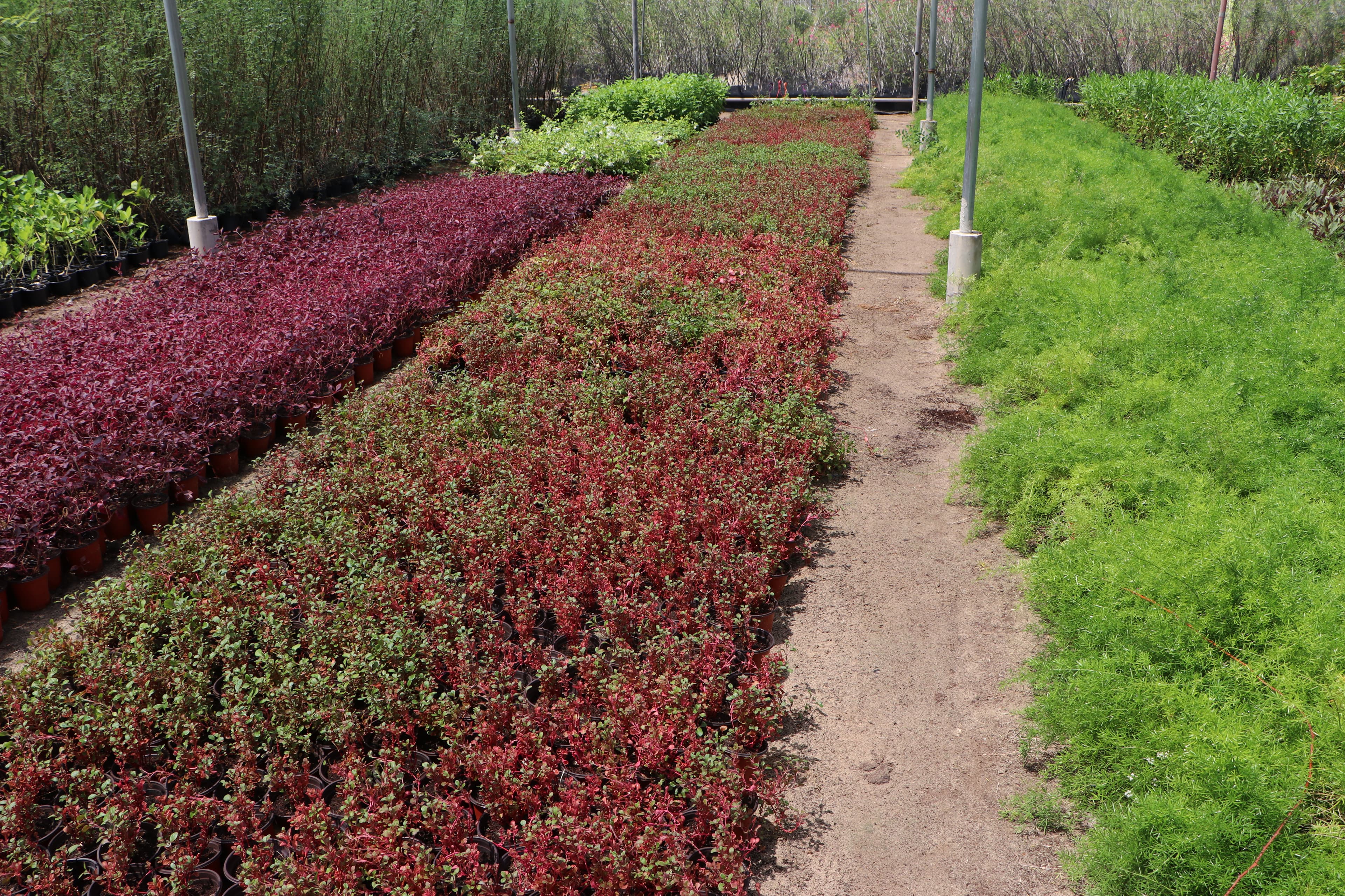 Nursery - Transport area and packaging