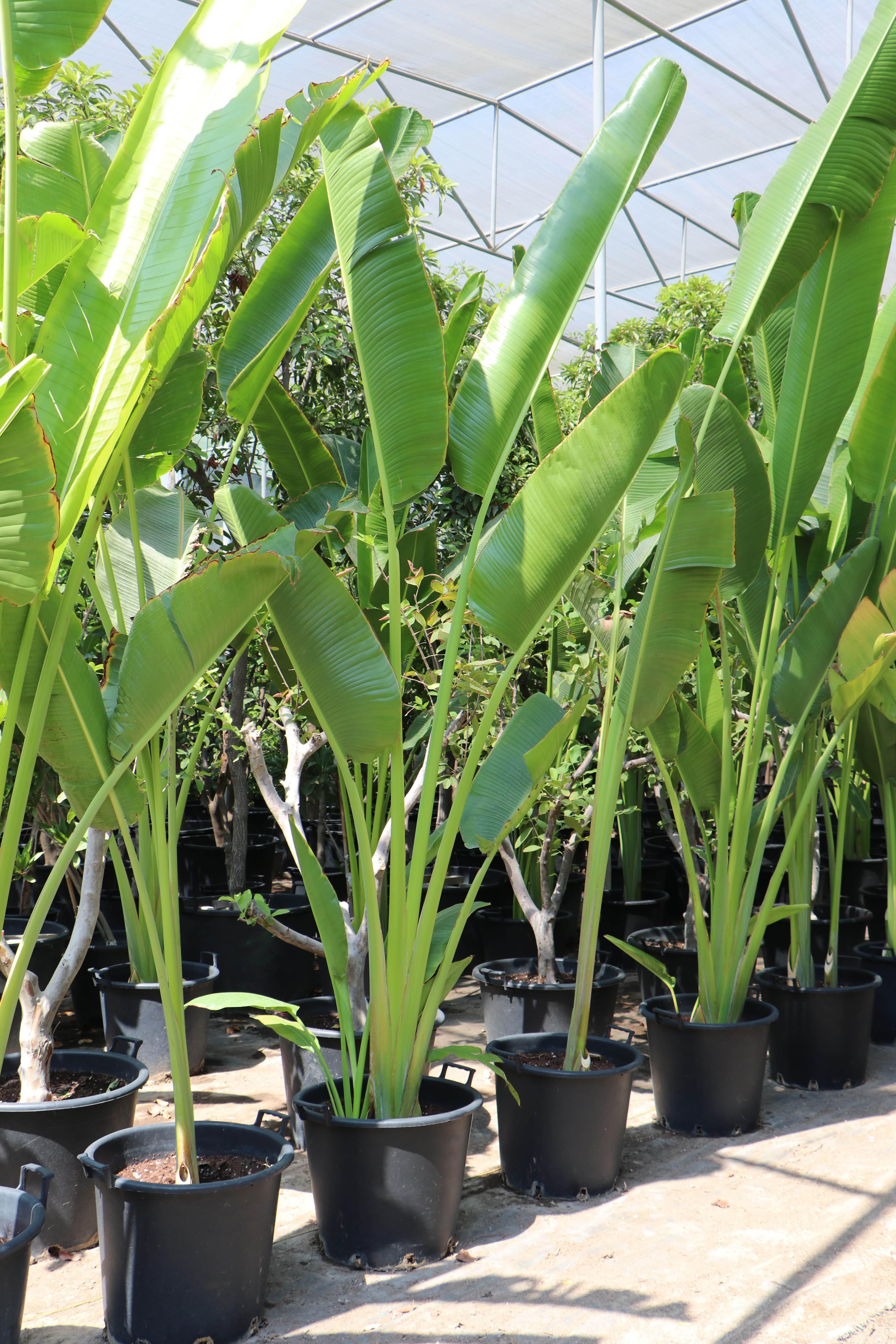 Nursery - Shadehouse interior view
