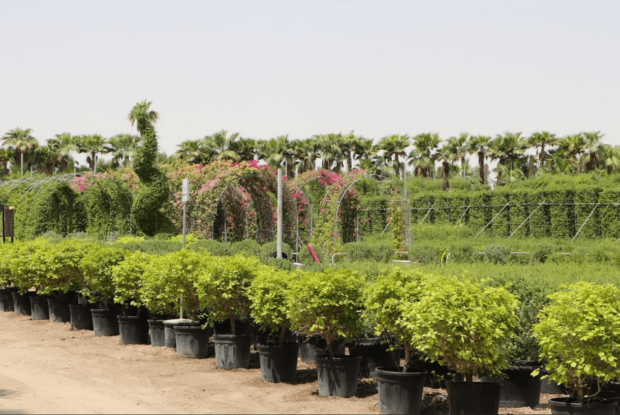 Nursery - Shadehouse interior view
