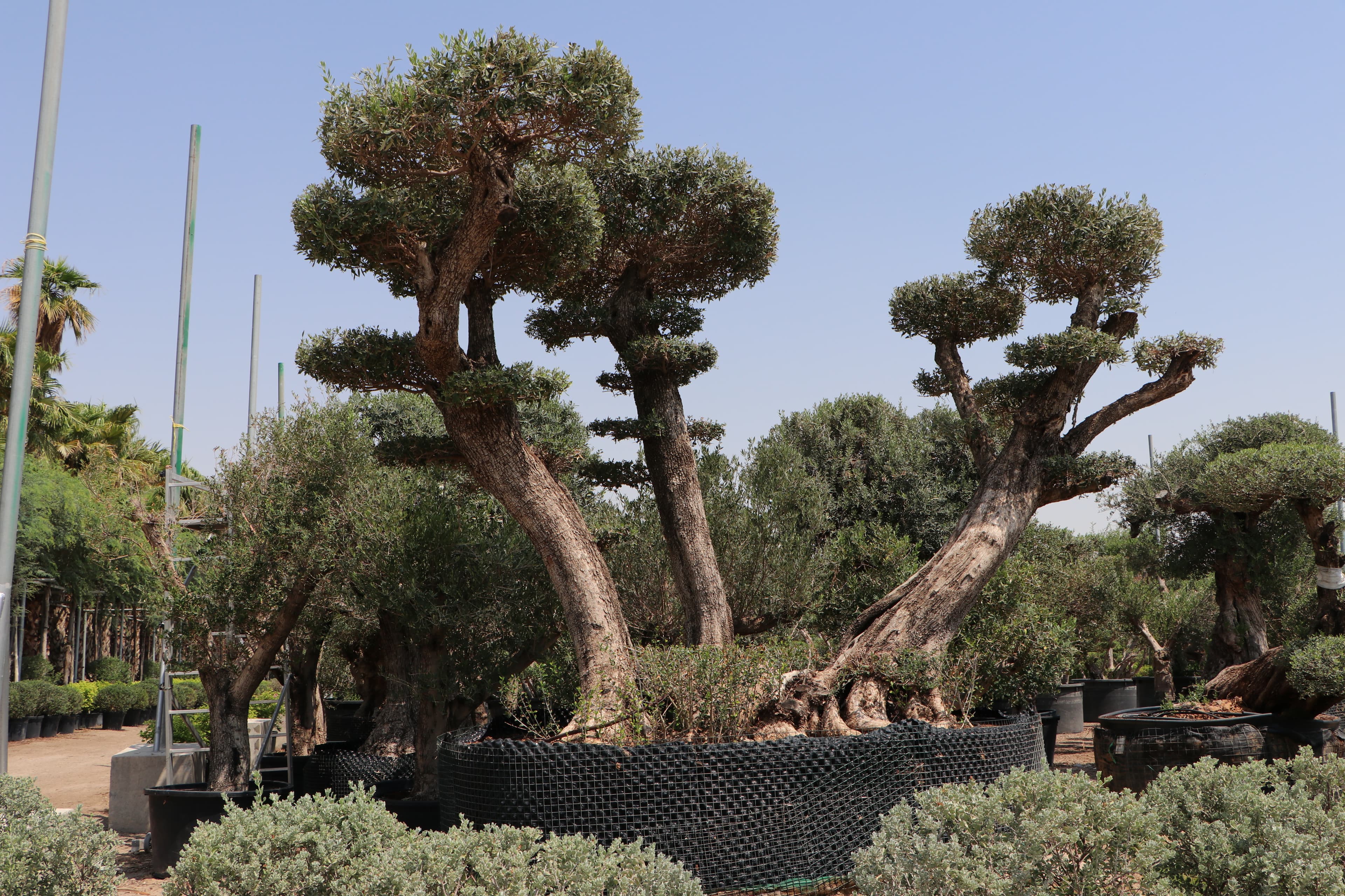 Nursery - Seed propagation area