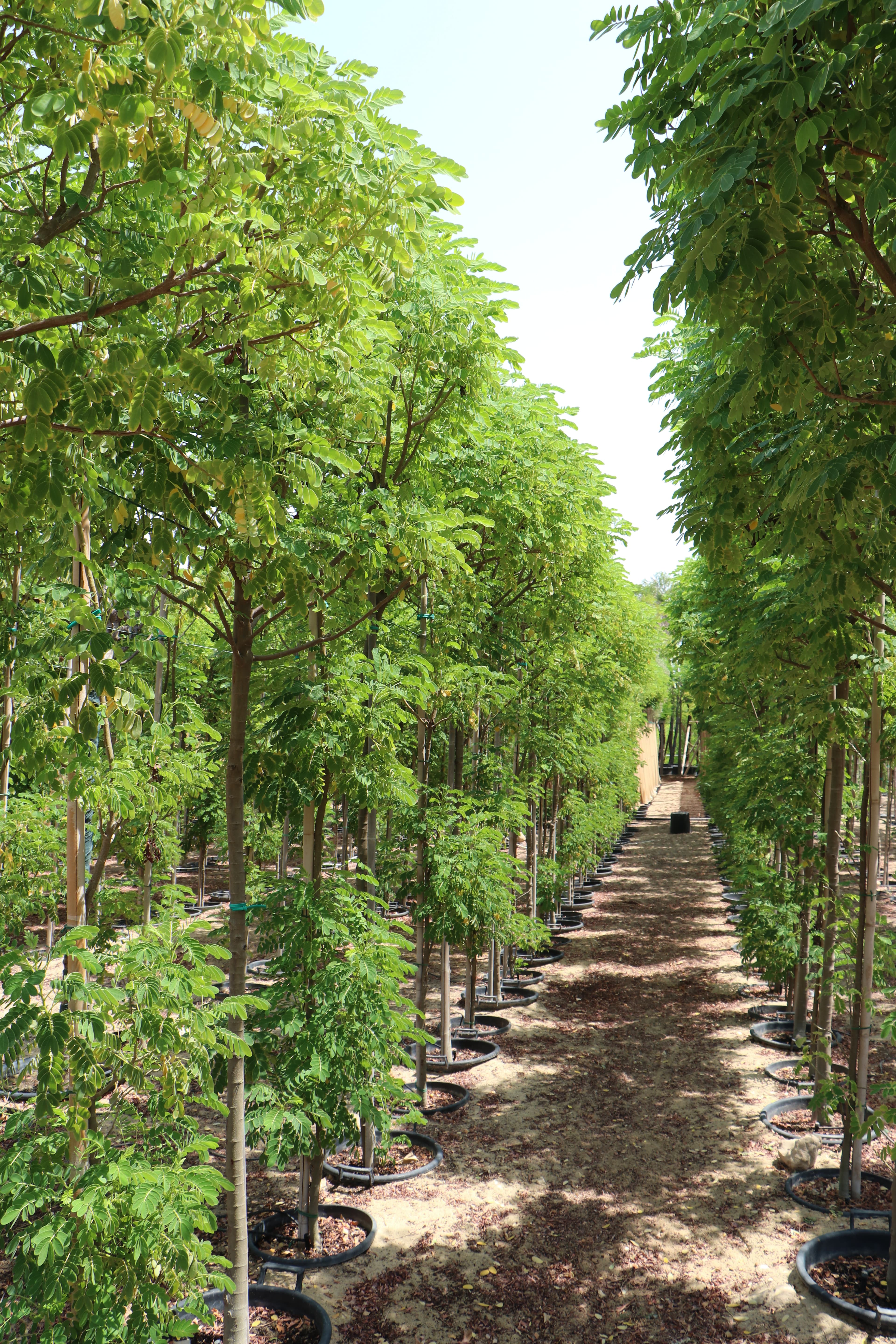 Nursery - Diverse plant species