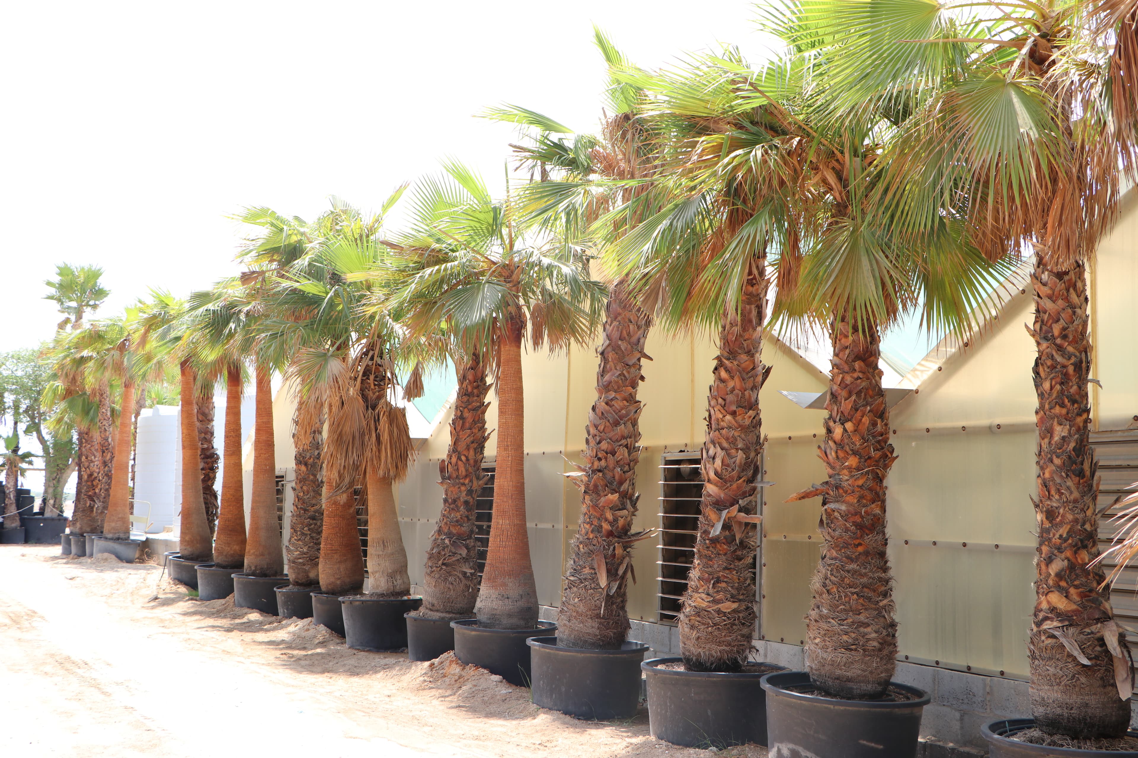 Nursery - Wide-angle of the nursery grounds