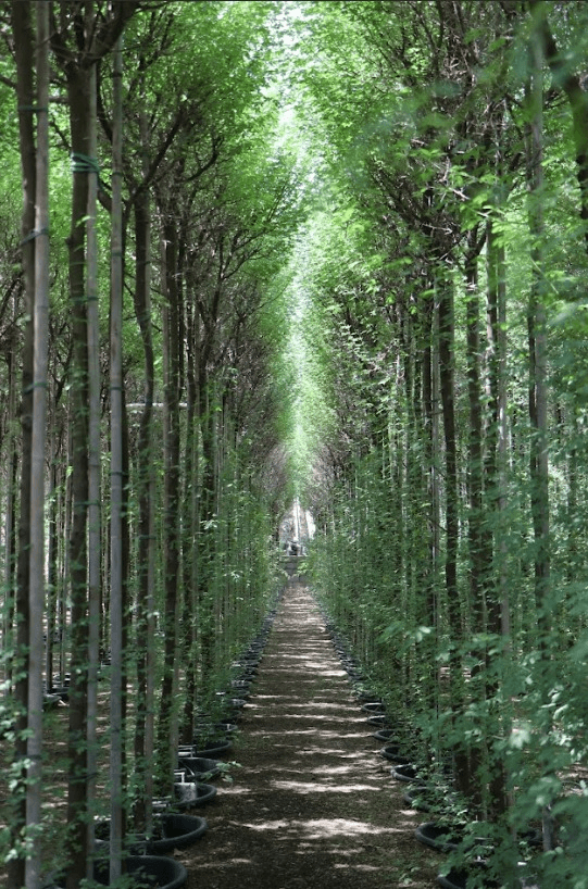 Nursery - Wide-angle of the nursery grounds