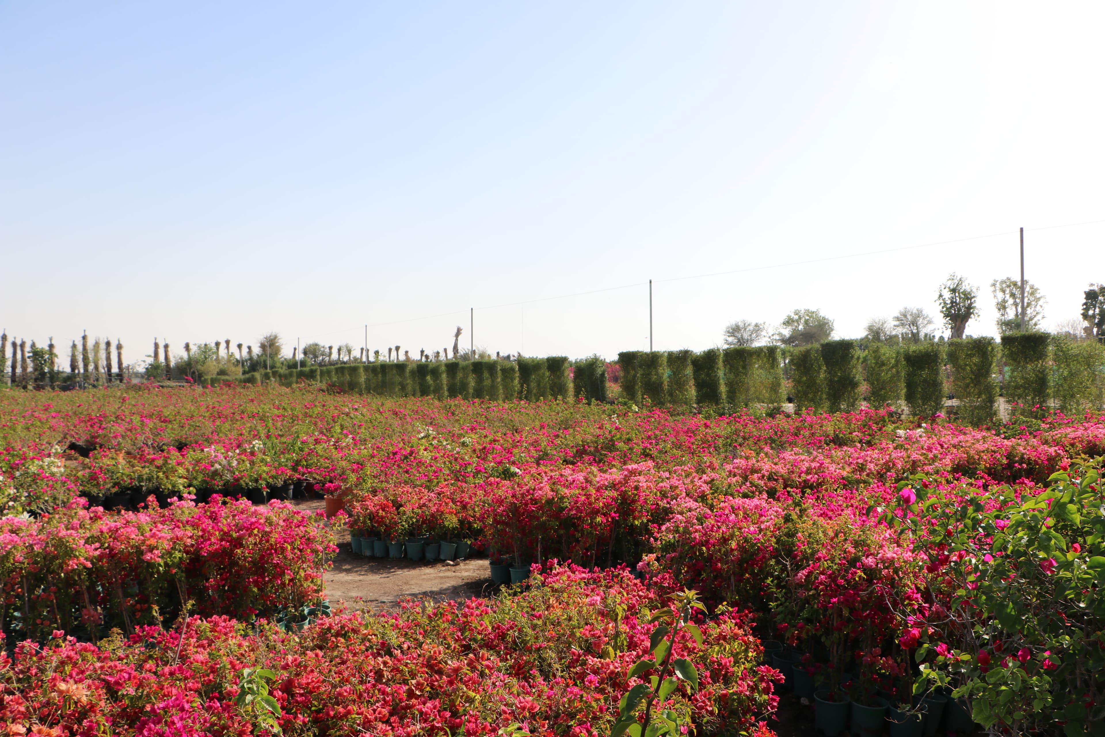 Nursery - Shade structure and plants