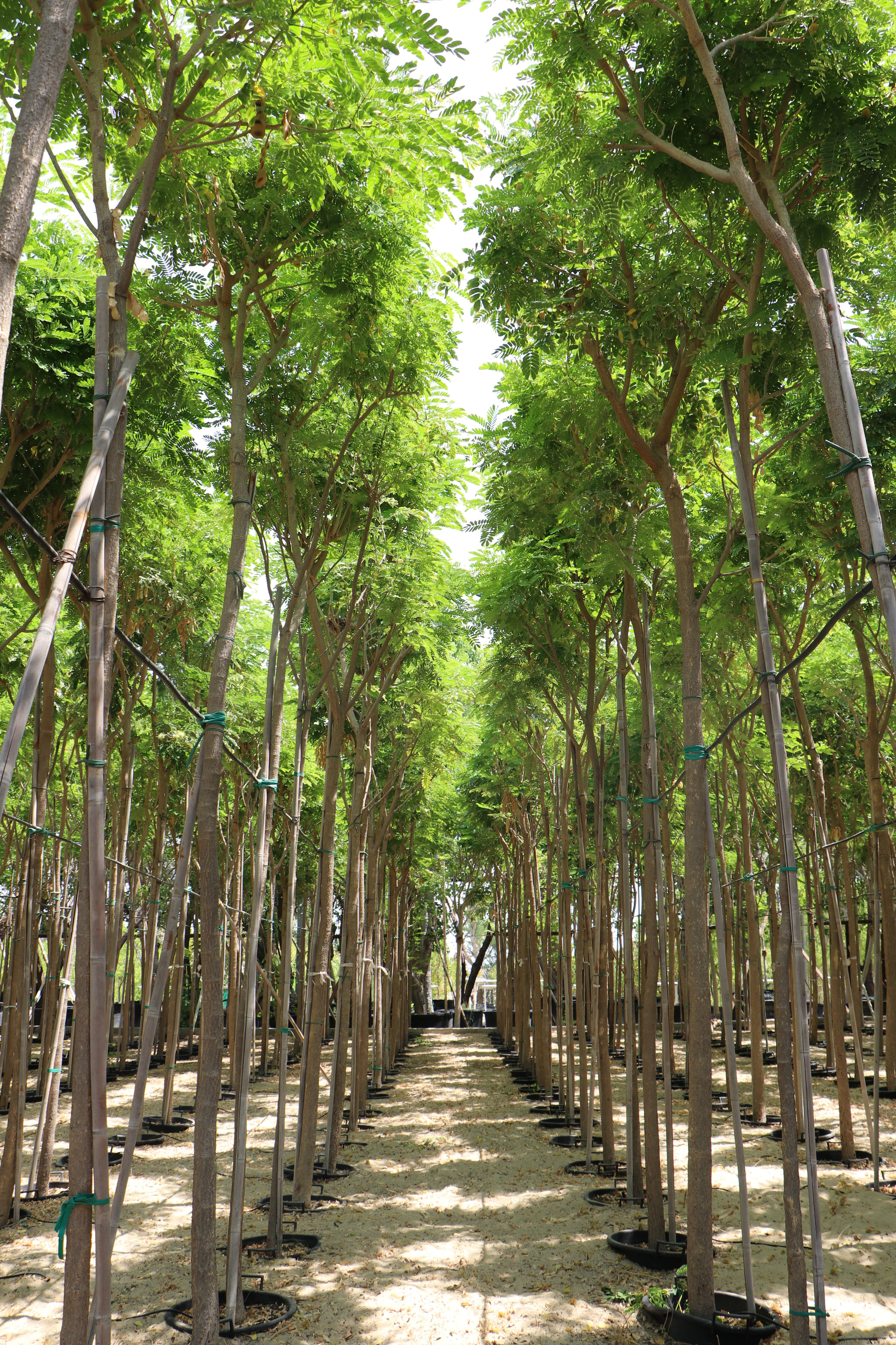Nursery - Production area with benches