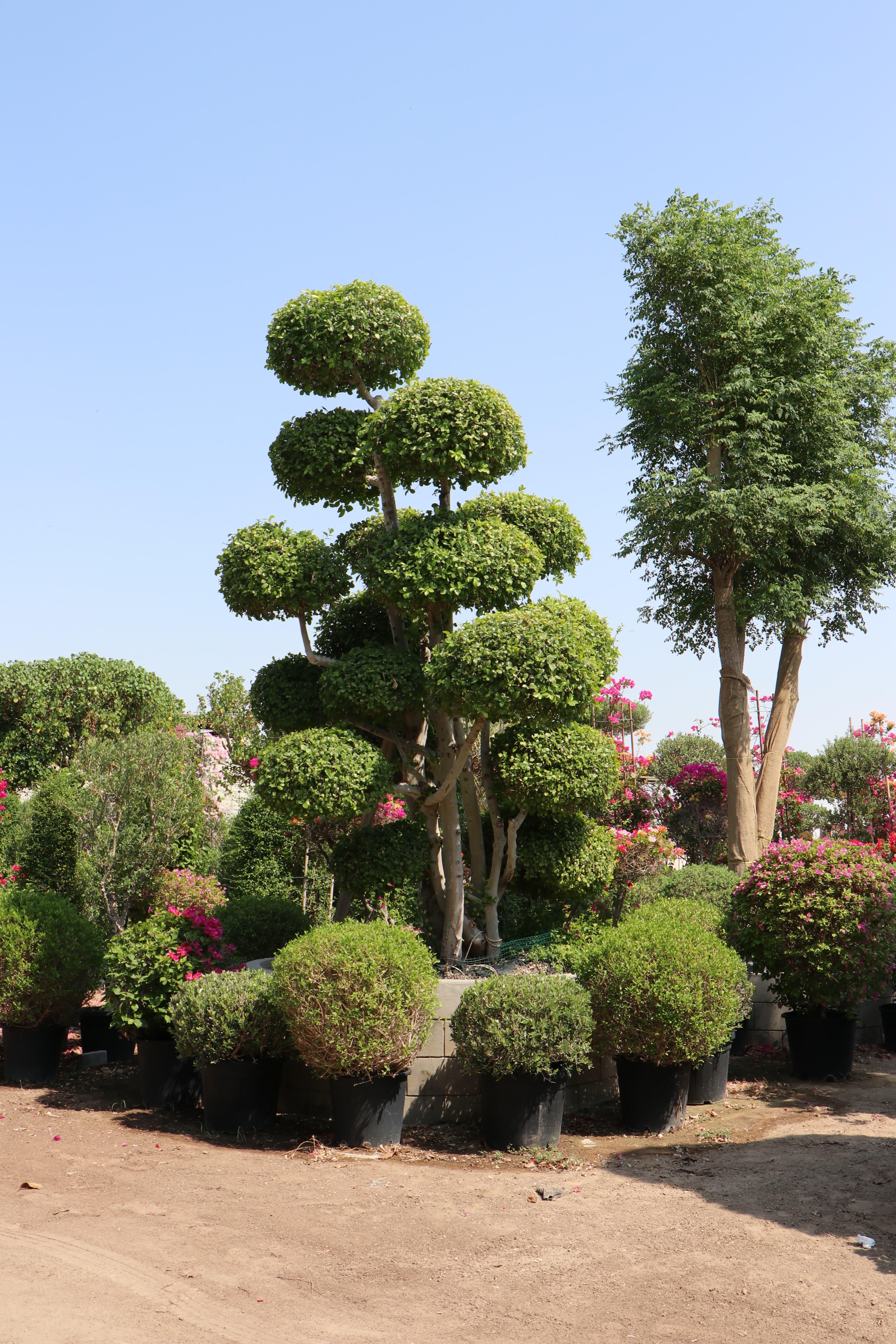 Nursery - Close-up of foliage variety