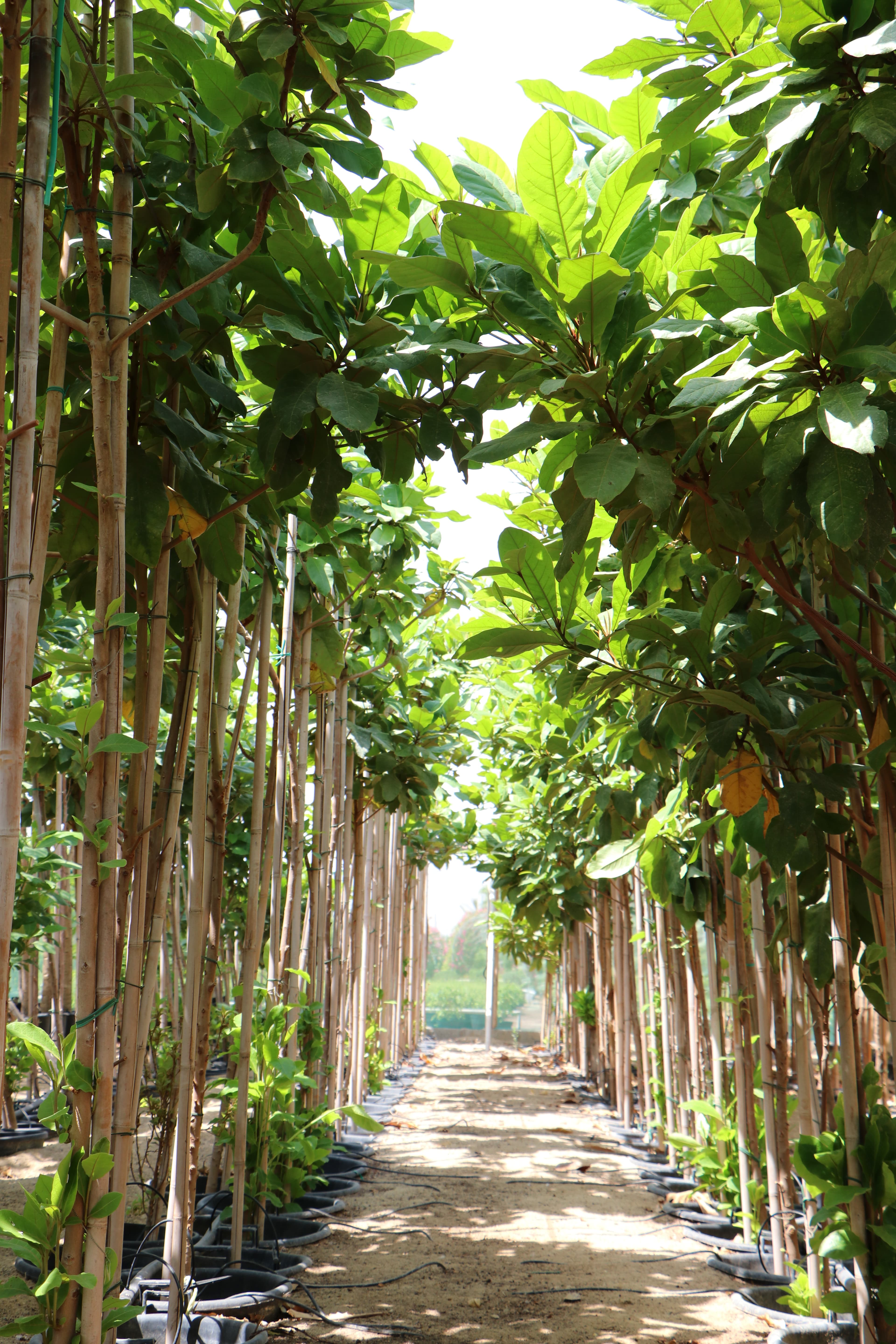 Nursery - Seedlings in trays
