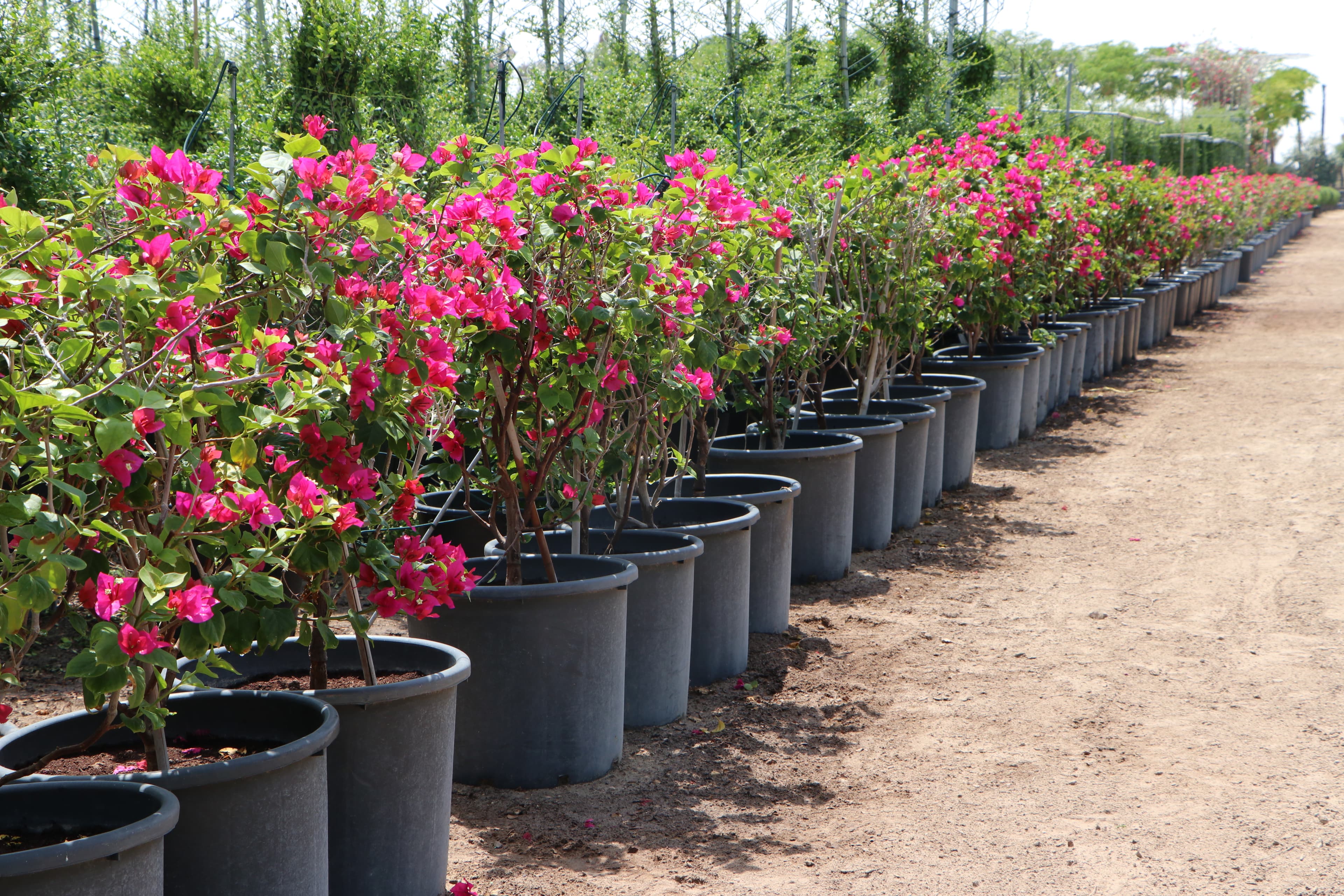 Nursery - Workers tending plants