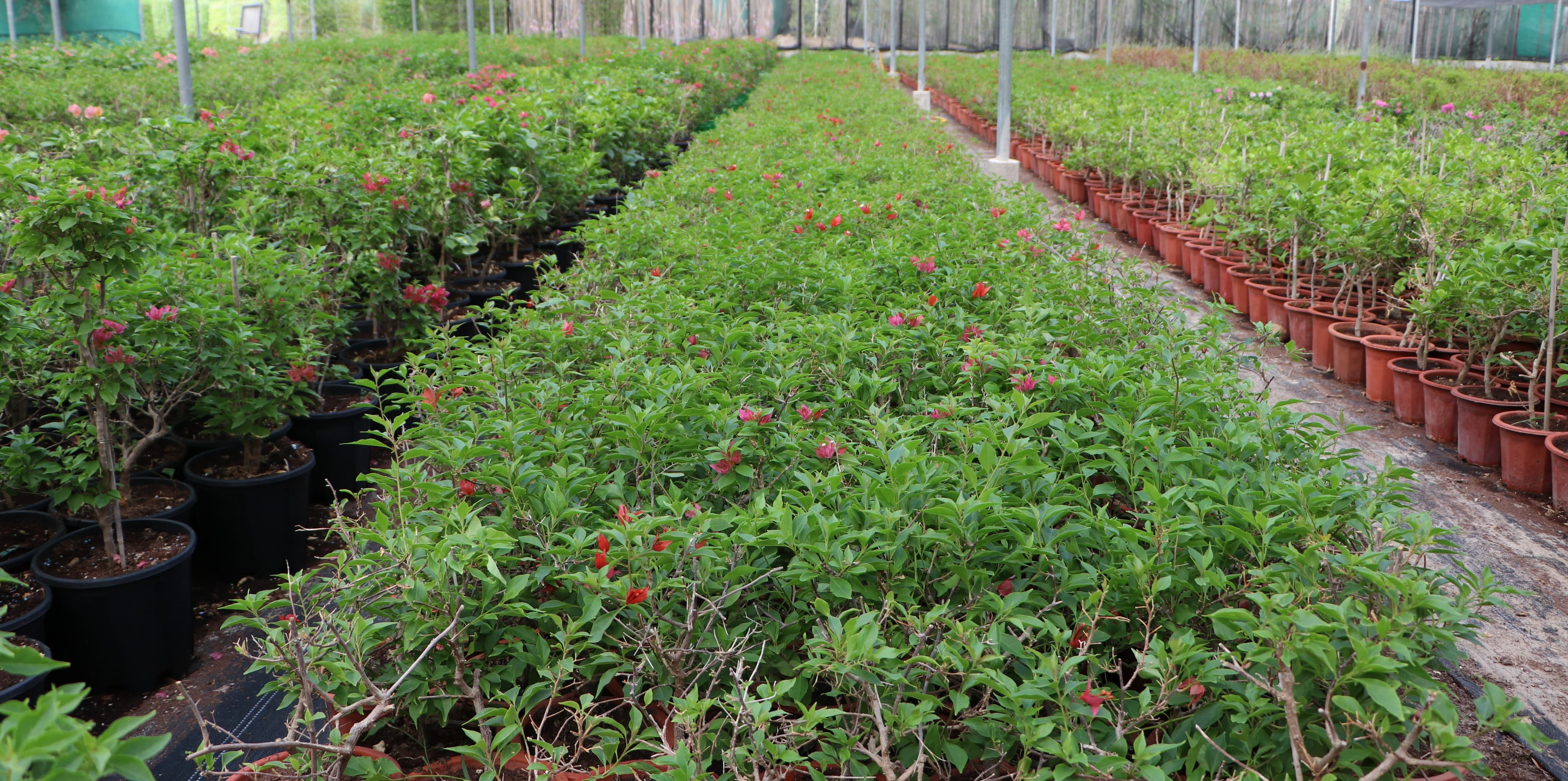 Nursery - Irrigation lines and healthy beds