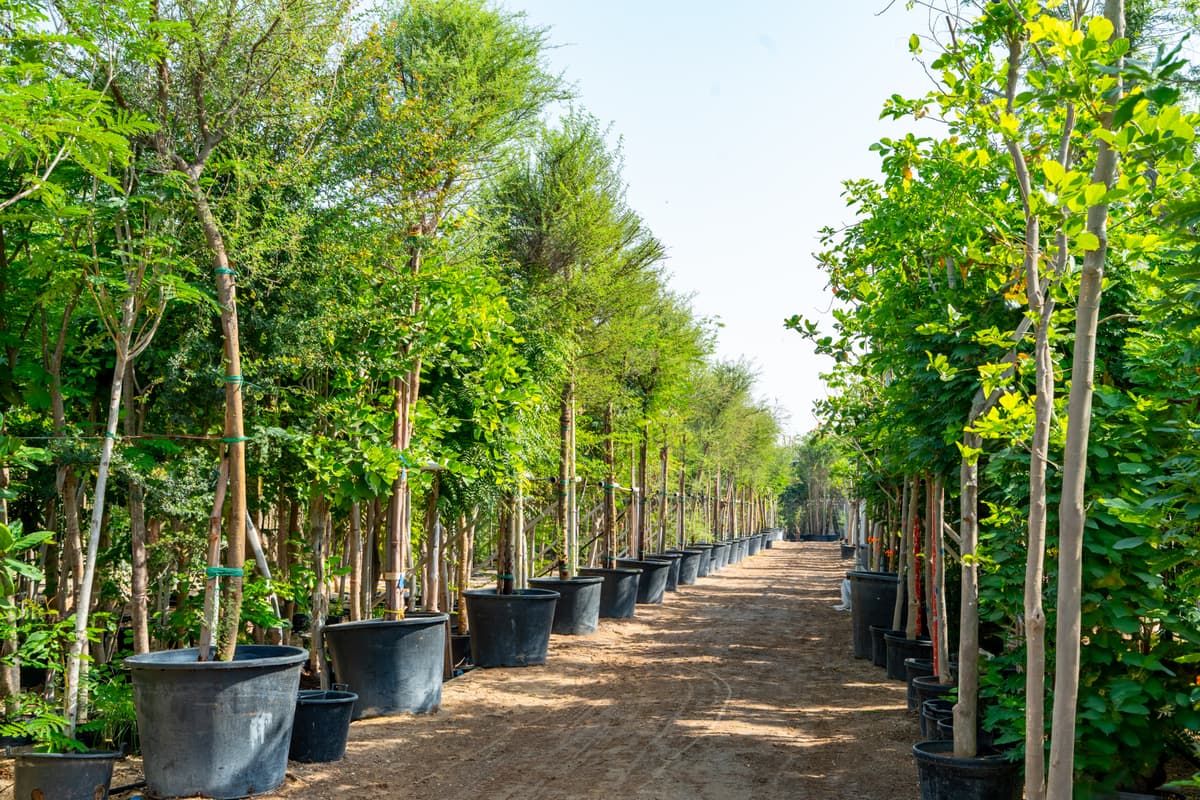 Modern Family Garden