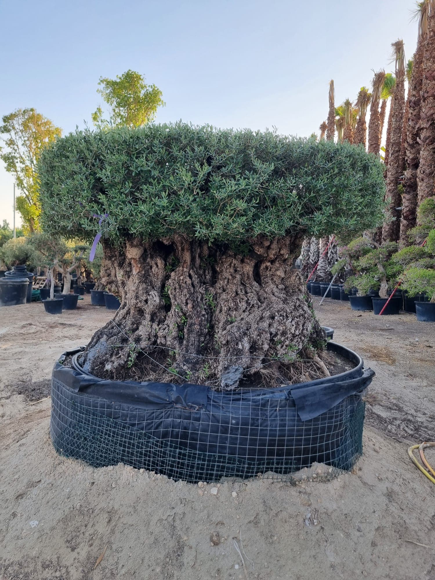 Nursery - Mature plants ready for sale