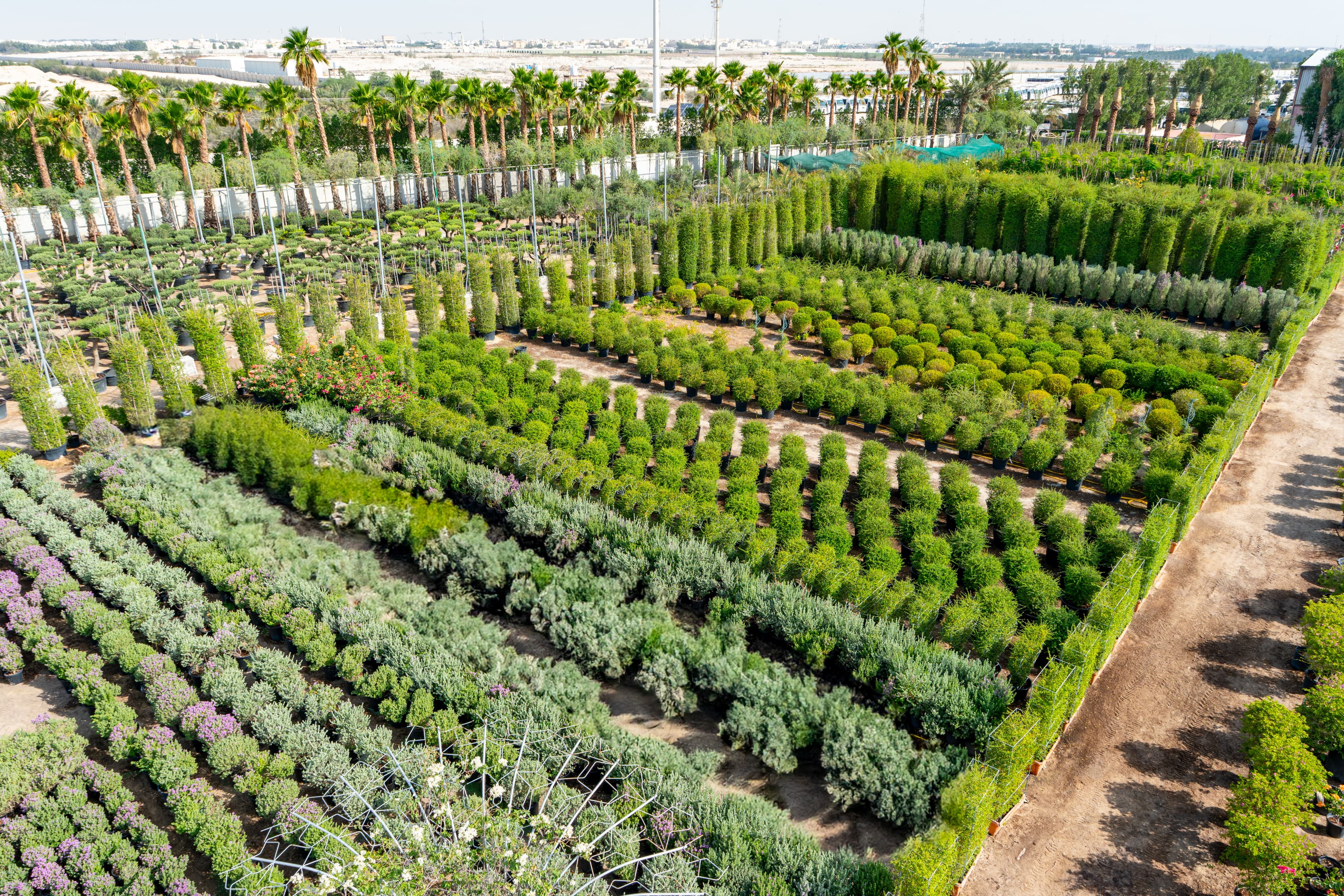 Nursery - Healthy potted plants