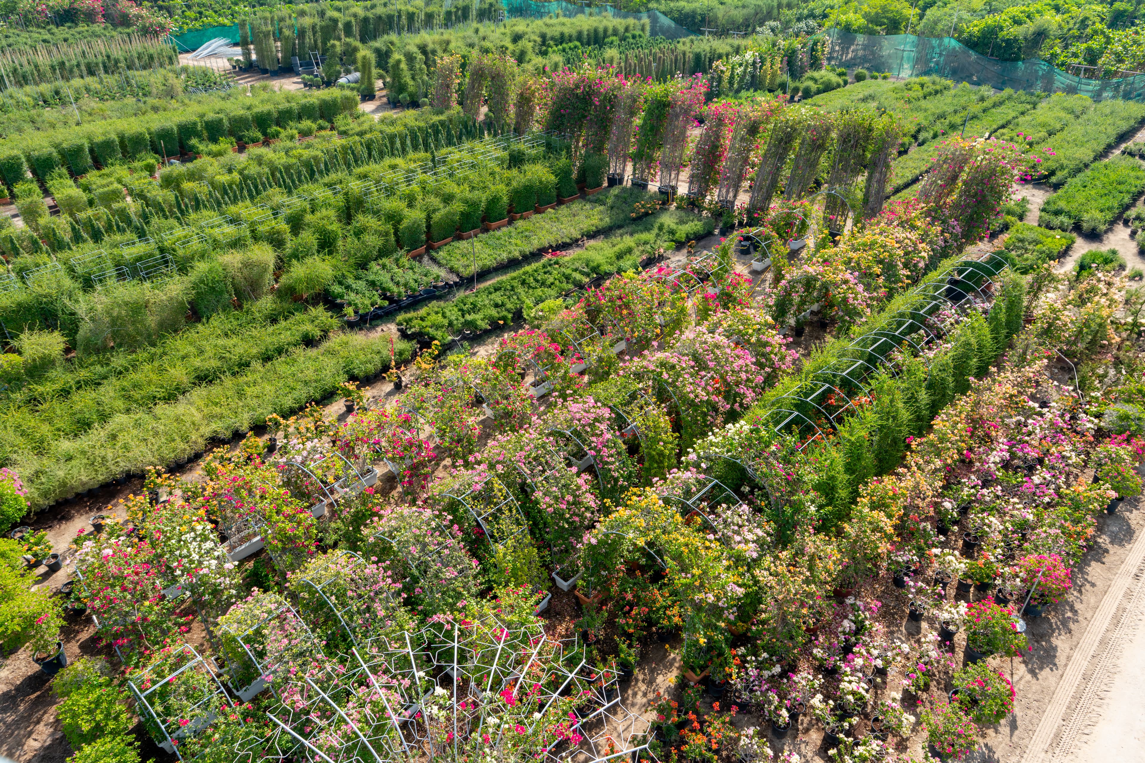 Nursery - Rows of landscaping plants